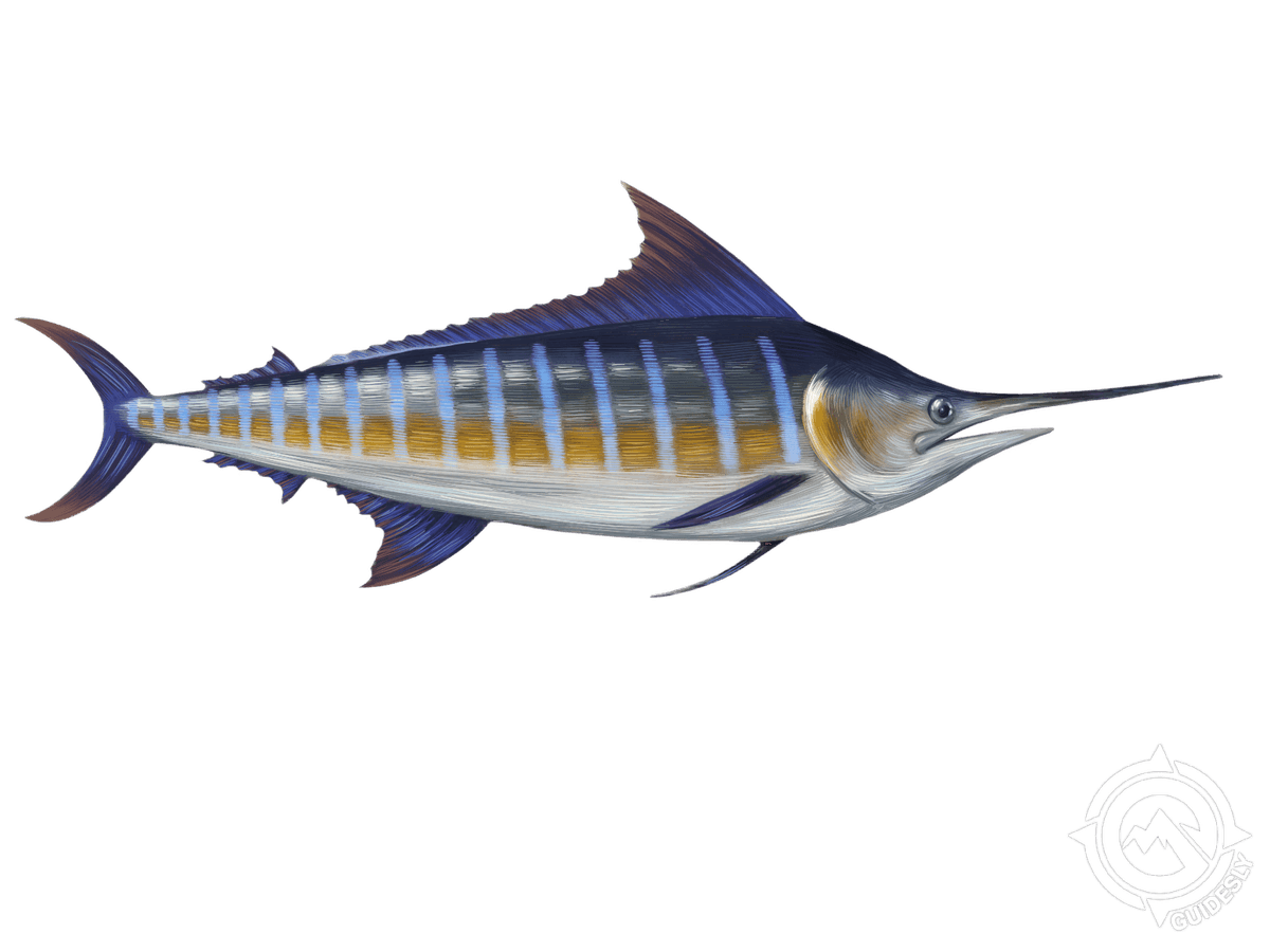 Blue Marlin